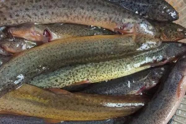 泥鳅吃小鱼吗,家养可以给其投喂小鱼