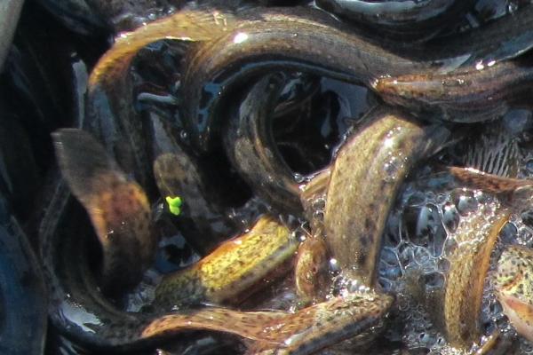 泥鳅吃小鱼吗,家养可以给其投喂小鱼