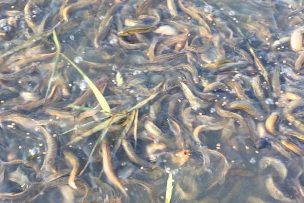 泥鳅吃小鱼吗,家养可以给其投喂小鱼