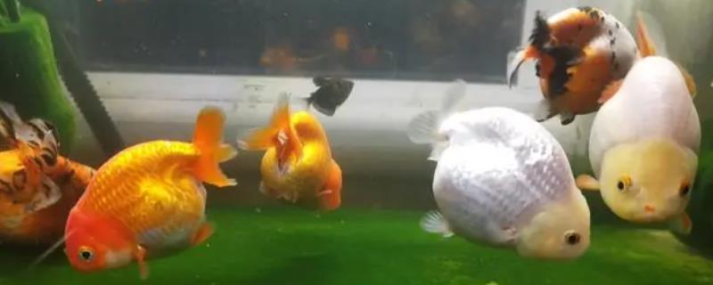 养兰寿金鱼需要哪种水流