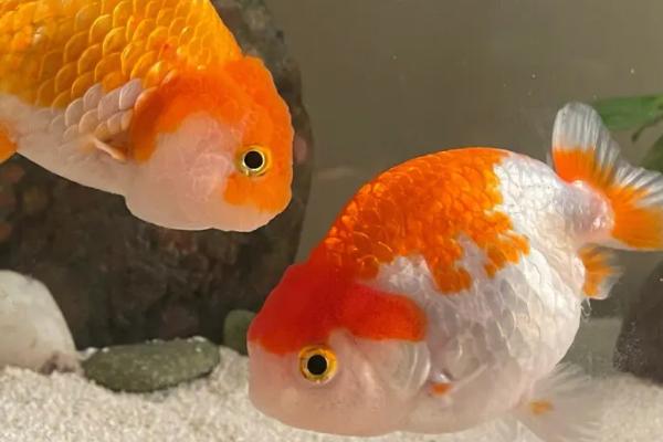 养兰寿金鱼需要哪种水流,使用小水流会更合适