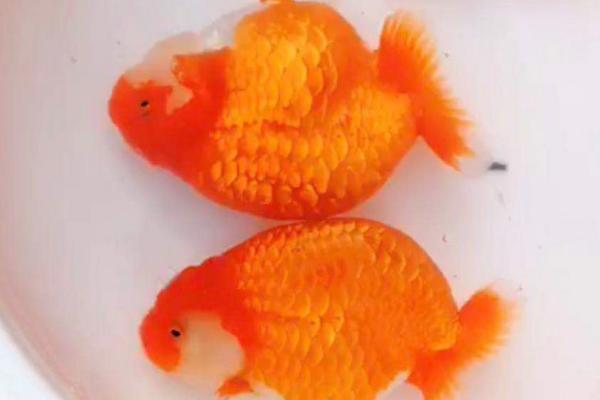 养兰寿金鱼需要哪种水流,使用小水流会更合适