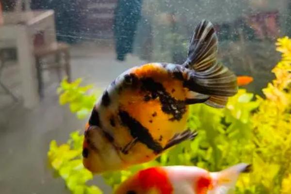 养兰寿金鱼需要哪种水流,使用小水流会更合适