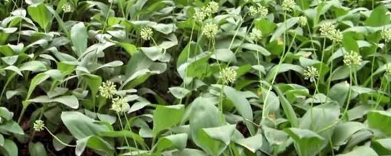 种茖葱需要什么土壤