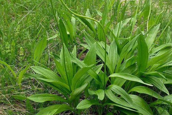 种茖葱需要什么土壤,需使用疏松透气、排水能力强的土壤