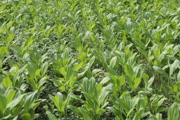 种茖葱需要什么土壤,需使用疏松透气、排水能力强的土壤