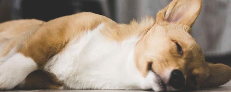 狗狗低血糖有何表现