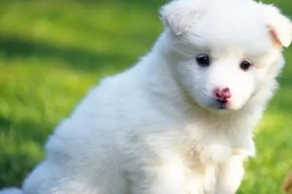 狗狗低血糖有何表现,会出现干呕、皮肤冰冷、四肢无力等症状