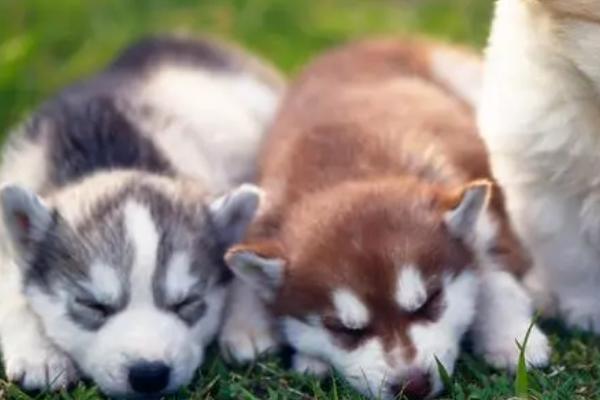 狗狗低血糖有何表现,会出现干呕、皮肤冰冷、四肢无力等症状