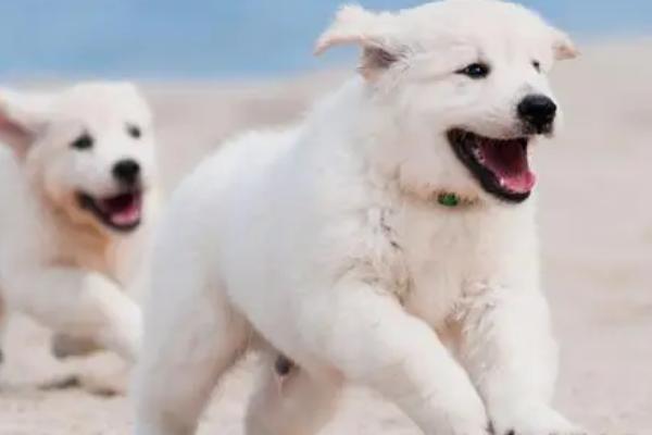 狗狗低血糖有何表现,会出现干呕、皮肤冰冷、四肢无力等症状