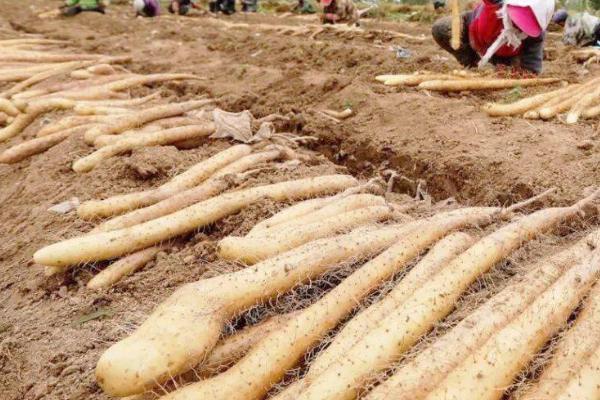 去皮山药如何保存,沥干水分后可放入冰箱中冷藏