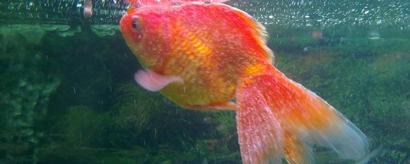 金鱼身上为什么会出现白点