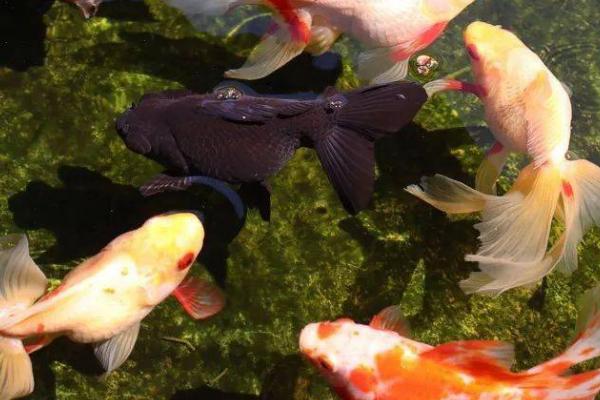 金鱼身上为什么会出现白点,可能是温差过大、患有白点病等原因所导致