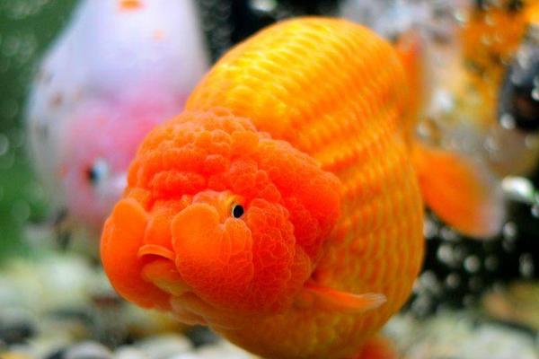 金鱼身上为什么会出现白点,可能是温差过大、患有白点病等原因所导致