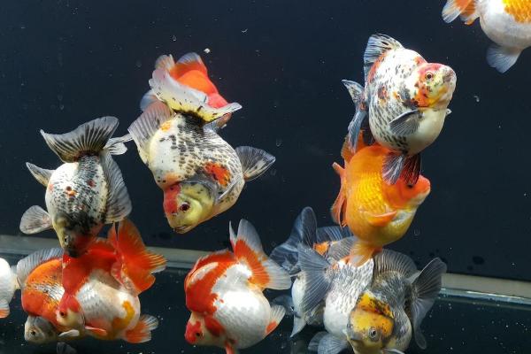 金鱼身上为什么会出现白点,可能是温差过大、患有白点病等原因所导致