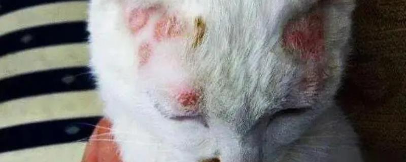 猫藓初期治疗方法