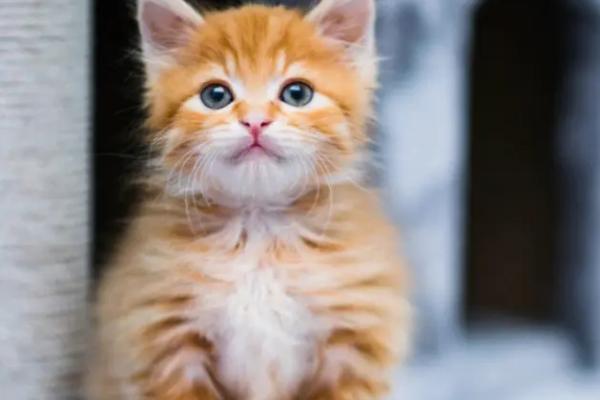 猫藓初期治疗方法,可采取剃毛、药浴等措施