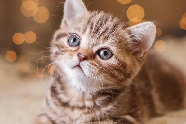 猫藓初期治疗方法,可采取剃毛、药浴等措施