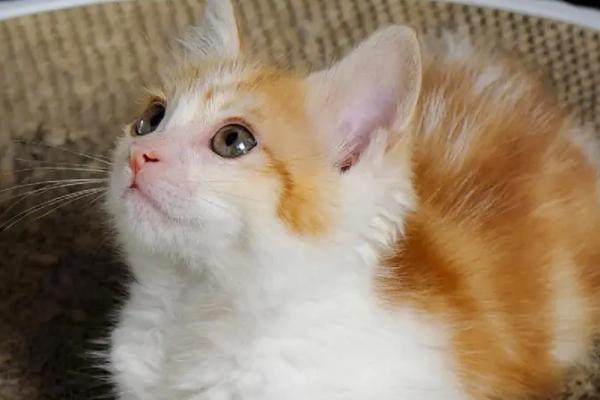 猫藓初期治疗方法,可采取剃毛、药浴等措施