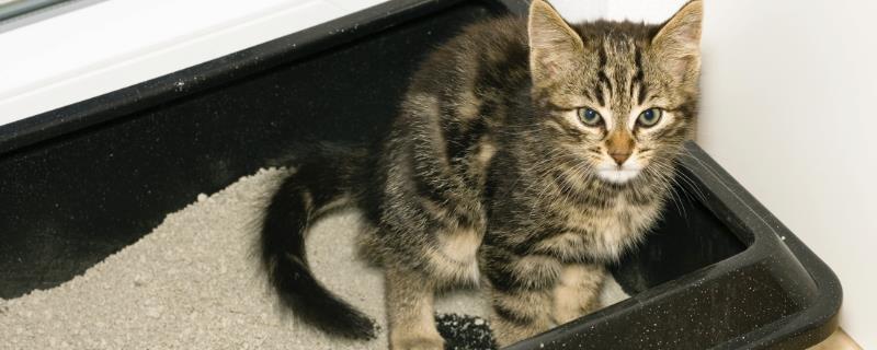 猫想排便有何表现