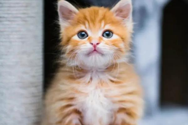 猫想排便有何表现,会在猫砂盆中挖洞、或在原地翘起尾巴