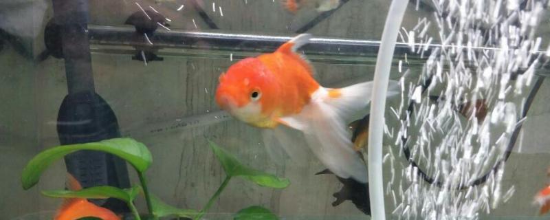 金鱼一天吃多少饲料