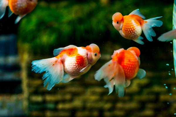 金鱼一天吃多少饲料,每天饲喂5粒左右即可