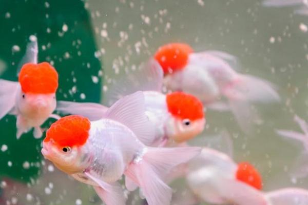 金鱼一天吃多少饲料,每天饲喂5粒左右即可