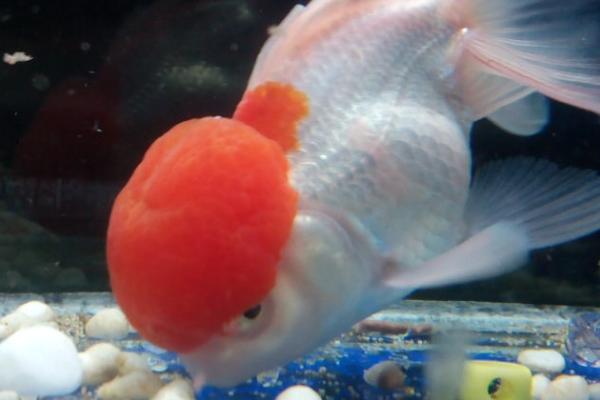 金鱼一天吃多少饲料,每天饲喂5粒左右即可