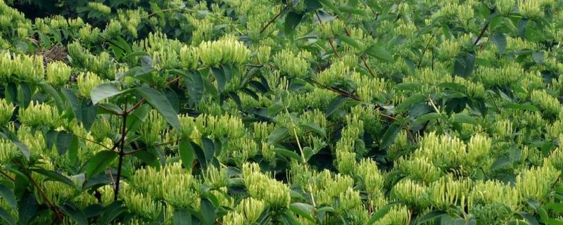 山银花的种植时间