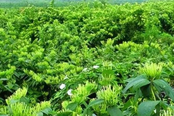 山银花的种植时间,通常春秋两季种植