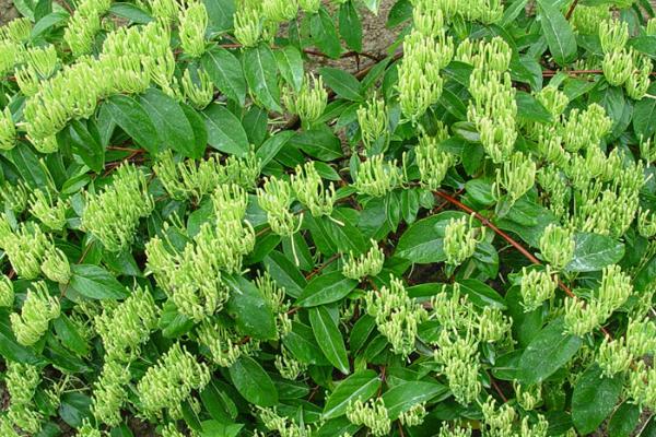 山银花的种植时间,通常春秋两季种植