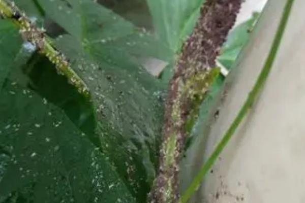 腻虫危害豆角不用农药怎么处理,可在植株基部涂白、防止腻虫产卵