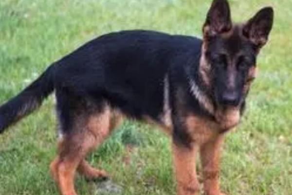 德牧总共有几种血统,一共有老姆兹血系、老库安度血系、老塔多血系这三种