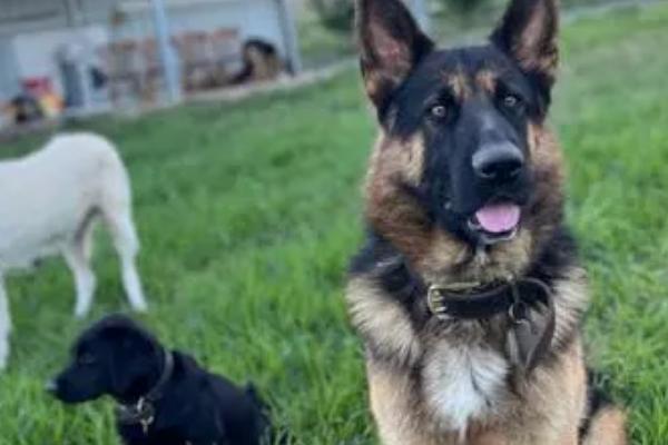 德牧总共有几种血统,一共有老姆兹血系、老库安度血系、老塔多血系这三种