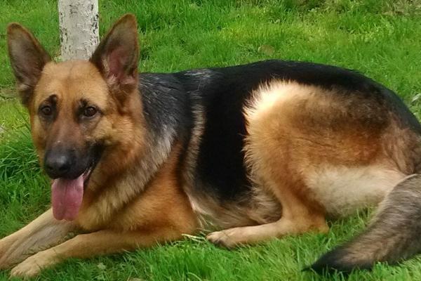 德牧总共有几种血统,一共有老姆兹血系、老库安度血系、老塔多血系这三种