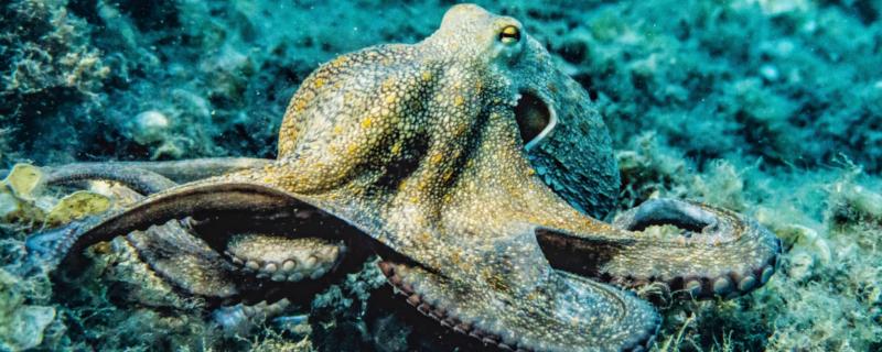 八爪鱼和章鱼的区别