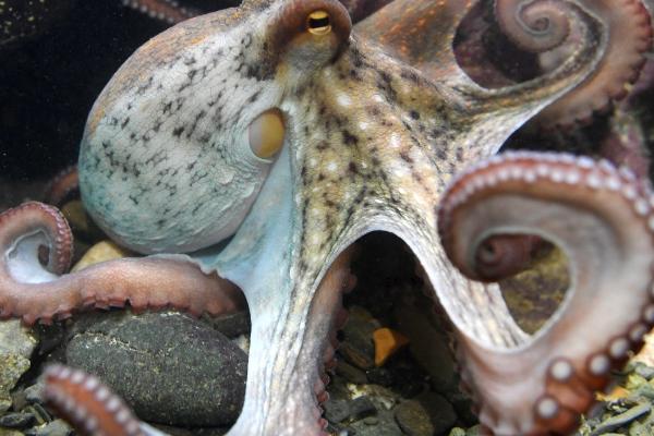 八爪鱼和章鱼的区别,二者没有区别只是叫法不同