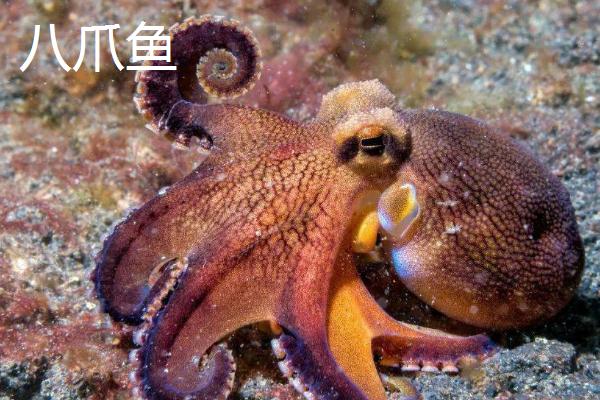 八爪鱼和章鱼的区别,二者没有区别只是叫法不同