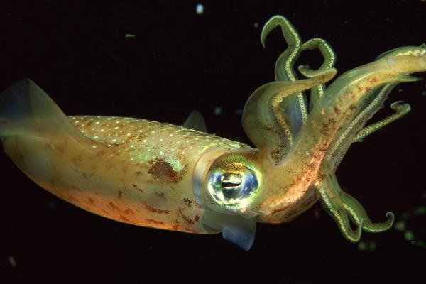 八爪鱼和章鱼的区别,二者没有区别只是叫法不同