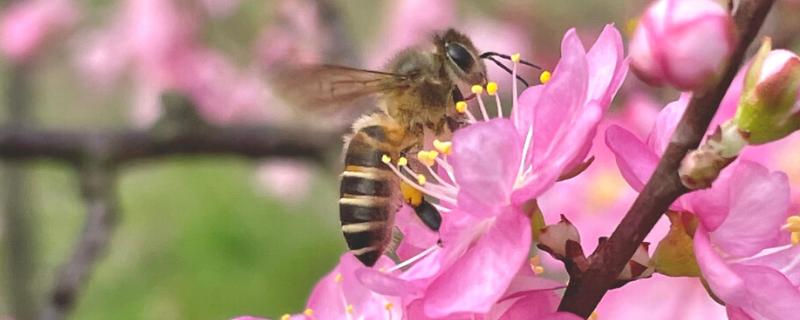 蜜蜂采蜜后保存在身上哪个部位