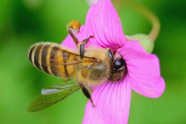 蜜蜂采蜜后保存在身上哪个部位,会保存在腹部的蜜囊中