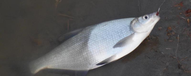 团头鲂的垂钓方法