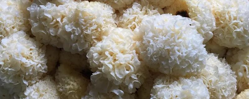 冬天能不能种植银耳