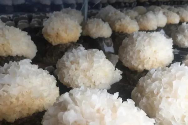 冬天能不能种植银耳,可以种植但要提供适宜的温度