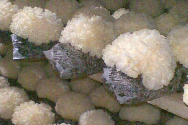 冬天能不能种植银耳,可以种植但要提供适宜的温度