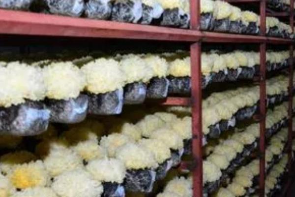 冬天能不能种植银耳,可以种植但要提供适宜的温度