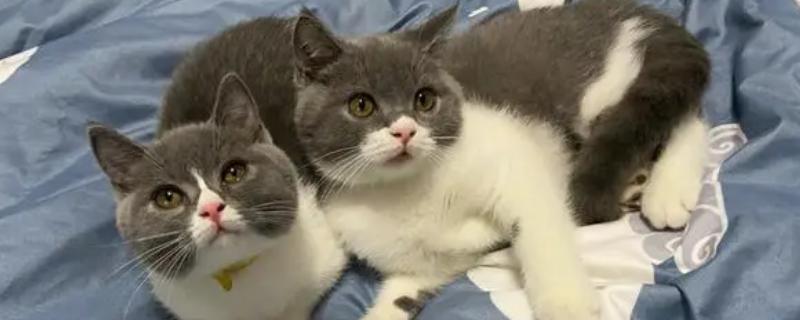 猫吃了老鼠药如何处理