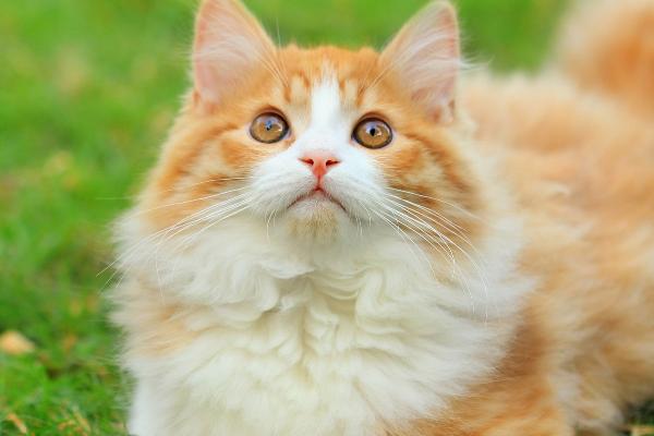 猫吃了老鼠药如何处理,可立即送往宠物医院进行催吐