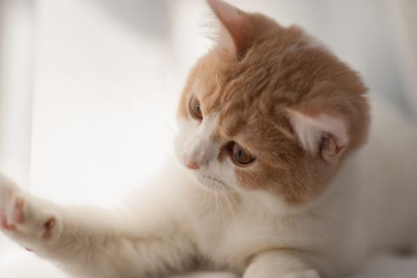 猫吃了老鼠药如何处理,可立即送往宠物医院进行催吐